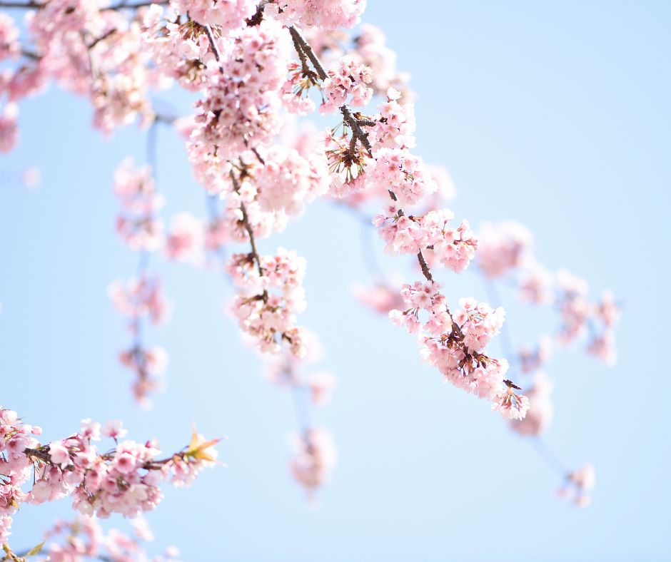 Mindful Life ed Equilibrio Interiore